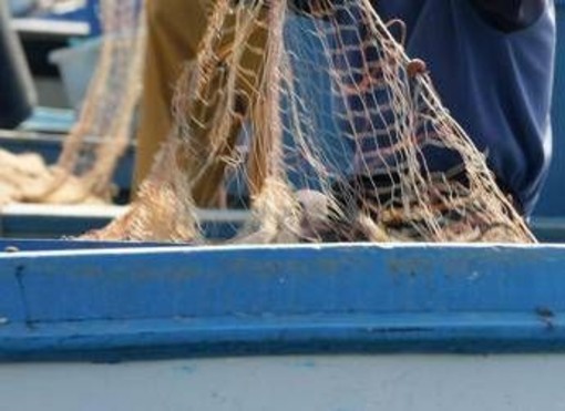 Salmonella nelle telline di Maccarese, stop temporaneo a raccolta e consumo Salmonella nelle telline di Maccarese, stop temporaneo a raccolta e consumo