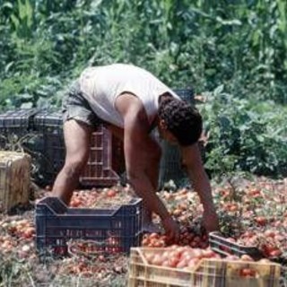 Crisi nei campi, lavoratori agricoli sempre più anziani e 1 su 2 è straniero