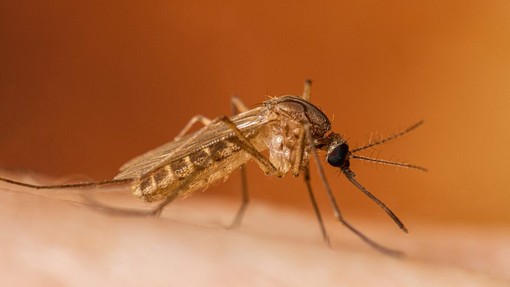 West Nile, il virus arriva in Valle d’Aosta: trovato in due uccelli selvatici West Nile, il virus arriva in Valle d’Aosta: trovato in due uccelli selvatici