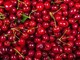 La ciliegia e le qualità 'nascoste', Calabrese: "Anche il gambo fa bene" La ciliegia e le qualità 'nascoste', Calabrese: "Anche il gambo fa bene"
