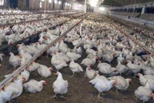 Meglio il pollo con pelle bianca o gialla? L'allevatore sfata un falso mito Meglio il pollo con pelle bianca o gialla? L'allevatore sfata un falso mito