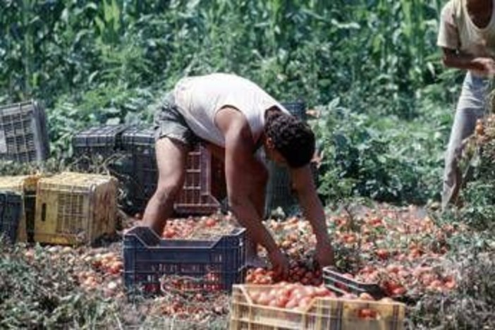 Crisi nei campi, lavoratori agricoli sempre più anziani e 1 su 2 è straniero Crisi nei campi, lavoratori agricoli sempre più anziani e 1 su 2 è straniero