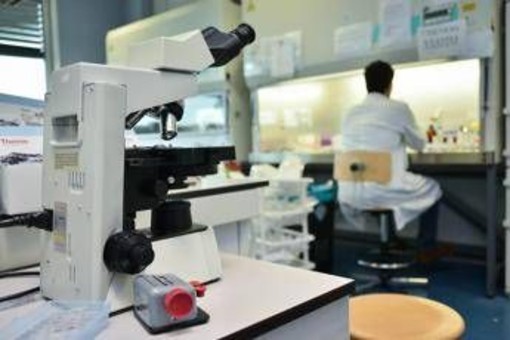 Alzheimer, ecco le cellule che possono 'pulire' il cervello: lo studio Alzheimer, ecco le cellule che possono 'pulire' il cervello: lo studio