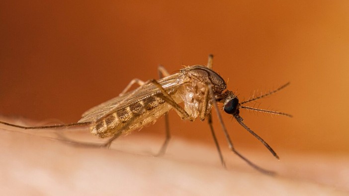 West Nile, il virus arriva in Valle d’Aosta: trovato in due uccelli selvatici West Nile, il virus arriva in Valle d’Aosta: trovato in due uccelli selvatici