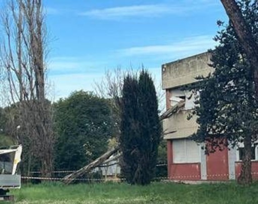 Paura a Roma, cade albero e sfonda finestra del liceo Orazio