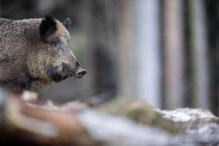 Caricato da un cinghiale durante battuta di caccia, morto pensionato Caricato da un cinghiale durante battuta di caccia, morto pensionato