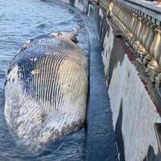Livorno, carcassa di balenottera spiaggiata davanti alla Terrazza Mascagni Livorno, carcassa di balenottera spiaggiata davanti alla Terrazza Mascagni
