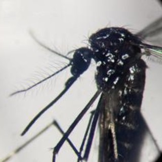 Dengue, in focolai in Italia prevale trasmissione a breve distanza: entro 400 metri Dengue, in focolai in Italia prevale trasmissione a breve distanza: entro 400 metri