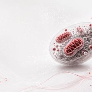 Ricerca, studio italiano svela il ruolo dei mitocondri nell'invecchiamento sano