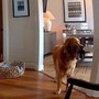 Il ladro entra in casa, il labrador fa festa e porta i giochi... Il ladro entra in casa, il labrador fa festa e porta i giochi...