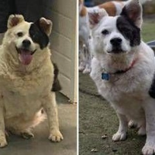 Da 30 a 15 chili in sei mesi, la rinascita di Patch: il cane che ha sconfitto l'obesità