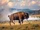 Il bisonte carica e fa volare il turista, l'attacco choc a Yellowstone Il bisonte carica e fa volare il turista, l'attacco choc a Yellowstone