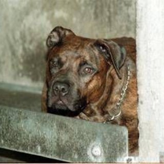 Salerno, bimbo di 13 mesi azzannato dal pitbull in casa