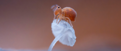 Il Parco Naturale Mont Avic celebra la fauna alpina con la fotografia di Marco Colombo Il Parco Naturale Mont Avic celebra la fauna alpina con la fotografia di Marco Colombo
