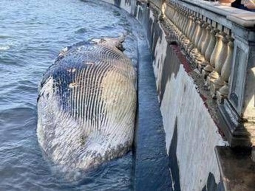 Livorno, carcassa di balenottera spiaggiata davanti alla Terrazza Mascagni Livorno, carcassa di balenottera spiaggiata davanti alla Terrazza Mascagni
