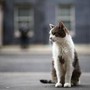 Gatto Larry compie 15 anni di servizio, è Chief Mouser a Downing Street