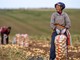 La Cina prevede un 2026 da record per il raccolto di cereali